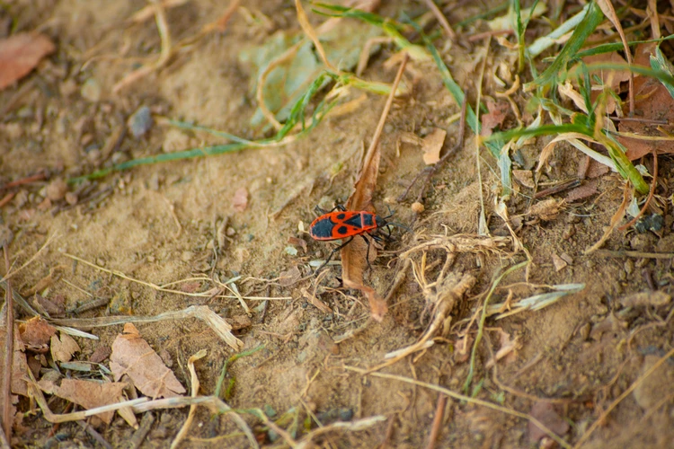 Small Worlds, Wild Lives