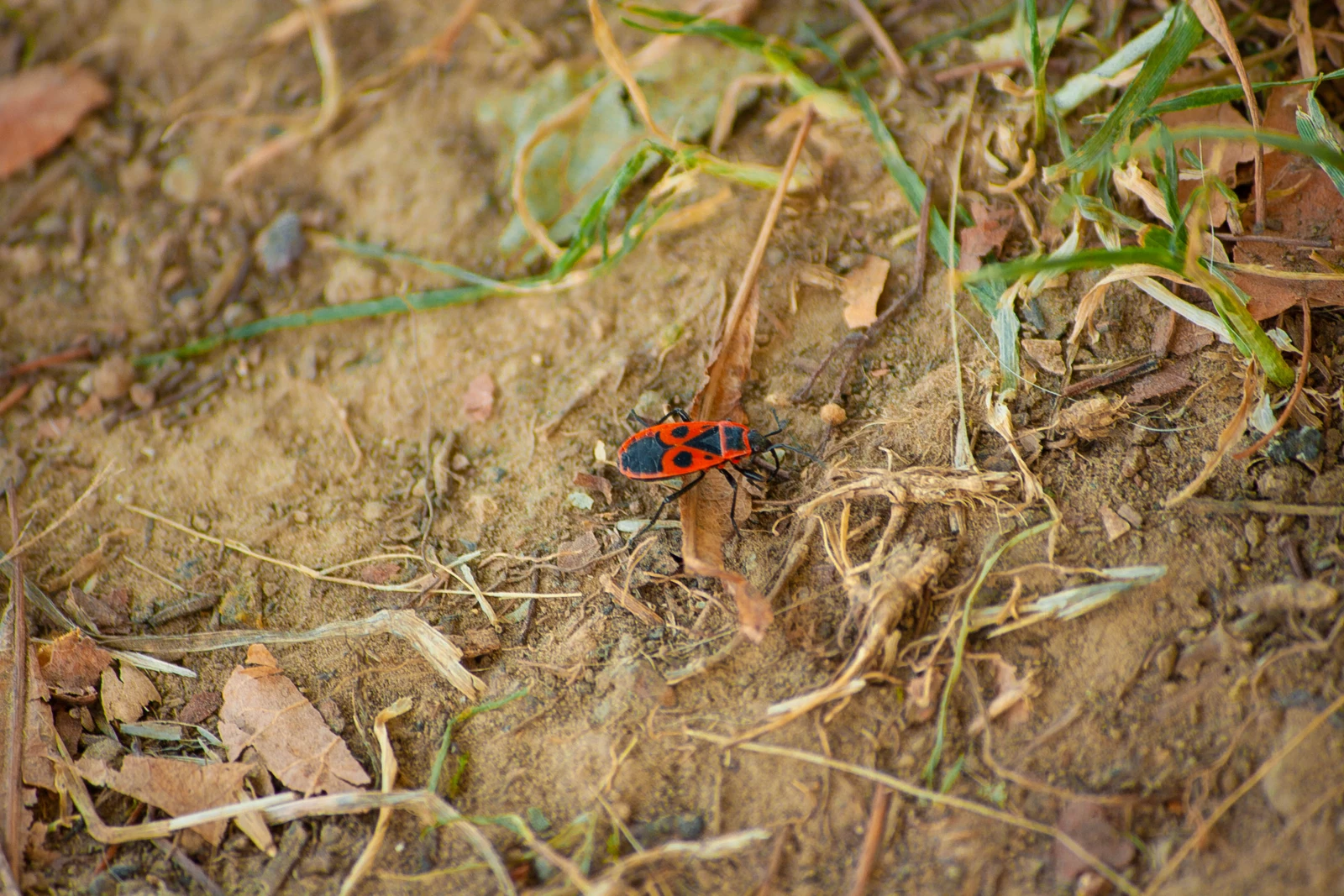 Small Worlds, Wild Lives